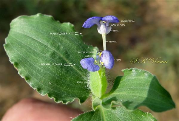  Aerial inflorescence with male and bisexual flowers